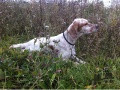 Setter Anglais ELFY DU MAS DES VERNETS Setter Anglais ELFY DU MAS DES VERNETS